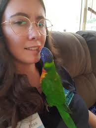 Cat watching dental hygienist-like activity in crevices