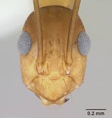 Image result for Anagallis gracilipes