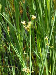Image result for Scleria lacustris