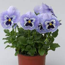 Pansy Heat Elite Porcelain Blue Shades Flower Seeds Annual Flowers Pansies