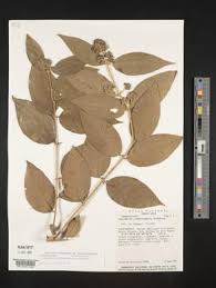 Image result for Achyrospermum laterale