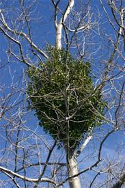 Mistletoe needs lots of sunlight to get going so try to find a tree that gets plenty of light throughout the day. Mistletoe Wisconsin Horticulture