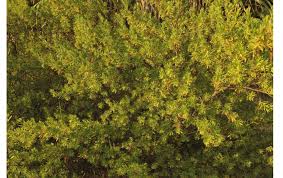 Image result for Suriana maritima