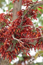 Image result for Halleria lucida