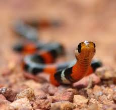 Uzivatel Max Bird Na Twitteru Une Des Plus Belles Creatures Sans Bras De Guyane J Evoque Ma Rencontre Avec Ce Bijou Dans Ma Derniere Video Le Pire Serpent Americain A hooded snake / a cobra. uzivatel max bird na twitteru une des