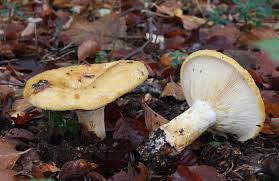 Image result for Lactarius mutabilis