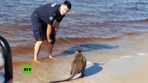 We did not find results for: Un Policia Australiano Salva A Un Ualabi En El Mar Youtube