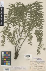 Image result for Asplenium erectum