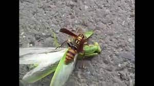 We would like to show you a description here but the site won't allow us. Killer Waps Vs Mantis Asian Giant Hornet Murder Hornet Vs Praying Mantis Youtube