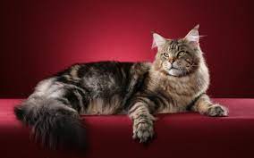 Black And Silver Tabby Cat Laying Down On Red Cushion Hd Wallpaper Wallpaper Flare