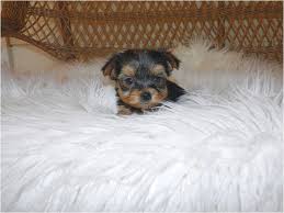 Maltese Puppy For Sale Ga