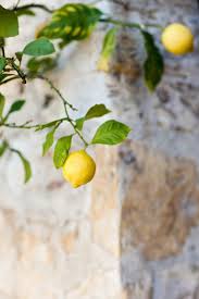 Lemons Zitrusfruchte Italien Das Auge Isst Mit