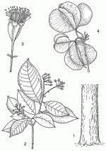 Image result for Petersianthus macrocarpus