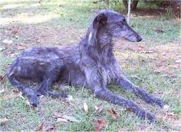 Find scottish deerhound puppies for sale with pictures from reputable scottish deerhound breeders. Scottish Deerhound Dog Breed Information And Pictures