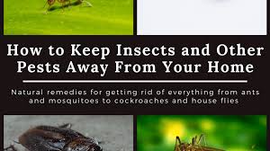 A professional can help you identify the species you are fighting and yes, i know they're not insects, but rats and mice in your home are some of the most unhealthy and damaging pests liquid ant baits are more effective than solid bait pellets inside plastic stations. Home Remedies To Keep Cockroaches Lizards Ants Mosquitoes Bed Bugs And Flies Out Of Your House Dengarden