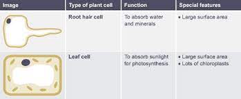 Table Comparing Function And Features Of Root Hair Cell And Leaf Cell Plant Cell Functions Biology Revision Skeletal And Muscular System