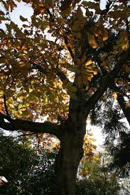 If you want to preserve those leaves to make a wreath or a floral arrangement, you can do so easily by a process. Bigleaf Magnolia Delaware Trees