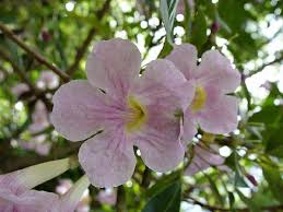 Image result for Tabebuia heterophylla