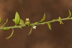 Image result for Osyridicarpos