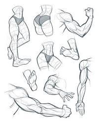 Upload stories, poems, character descriptions & more. How To Draw Tutorials Mikeymegamega Anatomy Drawing Anatomy Sketches Anatomy Art