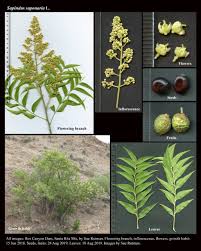 Image result for Sapindus saponaria