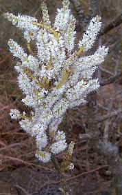 Image result for Tetradenia galpinii
