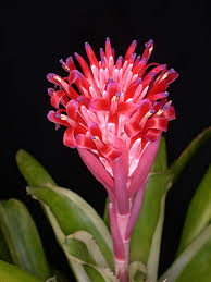 Image result for Berlinia orientalis