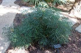 'soft caress' was discovered in 2001 by karen reiter stever of itsaul plants, llc of atlanta, georgia as a naturally occurring whole plant mutation, or sport. Mahonia Eurybracteata Wikipedia