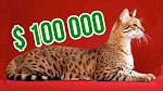 20 of the Most Expensive Cat Breeds - MSN
