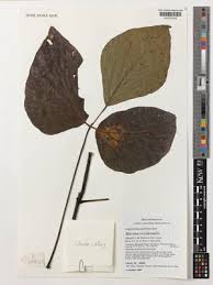 Image result for Mucuna poggei