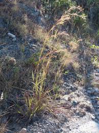 Image result for Hyparrhenia bracteata