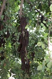 Pin By Ricardo Neuman On Fruits Growing Harvest Trees To Plant Tropical Garden Plants Carob