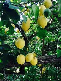 Adapted to a wide range of growing conditions across the united states, the improved meyer lemon tree is one of the most versatile of all citrus plants and fruits. The Dad Climbing The Lemon Trees Picture Of Tour Enogastronomico Schiazzano E Tradizioni Massa Lubrense Tripadvisor