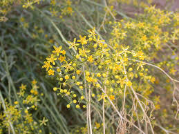 Image result for Haplocoelum inoploeum