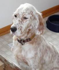 Don't miss what's happening in your neighborhood. 900 English Setter Puppies Ideas In 2021 English Setter Puppies English Setter Puppies