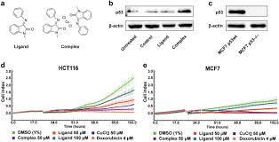 Ma her majesty the queen ha novantadue anni ma alla regina elisabetta piacque assai e volle assolutamente conservarlo! Isatin Schiff Base Copper Ii Complex Induces Cell Death In P53 Positive Tumors Cell Death Discov X Mol