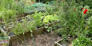 Comment Debuter Et Reussir Un Potager Commencer Un Potager Commencer Un Jardin Et Potager