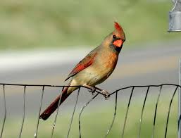 Birds Of Southern Illinois Book Beautiful Day Beautiful Cardinal Backyard Birds Beautiful Birds Beautiful Day