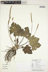 Image result for Plantago palmata