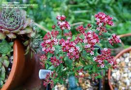 Image result for Crassula sarcocaulis