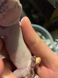 There is one big difference between a sick and a healthy leo when it comes to sleeping. Is My Leopard Gecko Gravid Or Is She Just Blocked Up She Hasn T Eaten In A Few Days And Hasn T Moved Much She Has Been Sleeping On The Cold Side Of Her