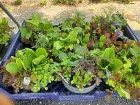 Fall Plant Sale - Save the Dates!