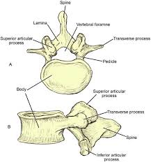 Image result for Lumbar vertebrae
