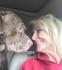 IT'S PITBULL AWARENESS MONTH! A month that celebrates this often  misunderstood breed! Today's Pittie is Spirit, my very first Pit Bull! I  was picking him up for another shelter 7 years ago