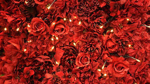 348,802 1,209 109 featured a unique twist to the traditional giving of roses on. Hd Red Roses Aesthetic Wallpapers Peakpx