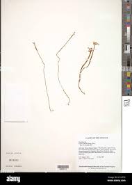 Image result for Voyria