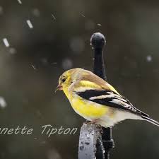 Birds With Yellow Feathers In Michigan Yellow Finch Braving A Springtime Snow In Michigan Snow In Michigan Yellow Finch Wildlife