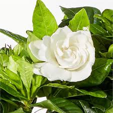 Image result for Gardenia