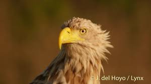 Eudict (european dictionary) is a collection of online dictionaries for the languages spoken mostly in europe. Zeearend Ebird