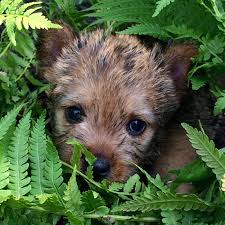 Our goal is to breed sound and healthy norwich terriers. Norwich Terrier Club Of America